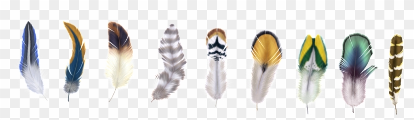9 Beautiful Feather Png Icons - Macro Photography Clipart