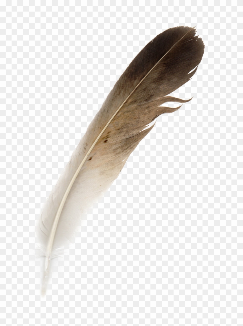 Bird Feather Clipart #474789
