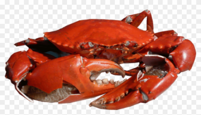 Free Png Download Crab Png Images Background Png Images - Crab Png Clipart #474816