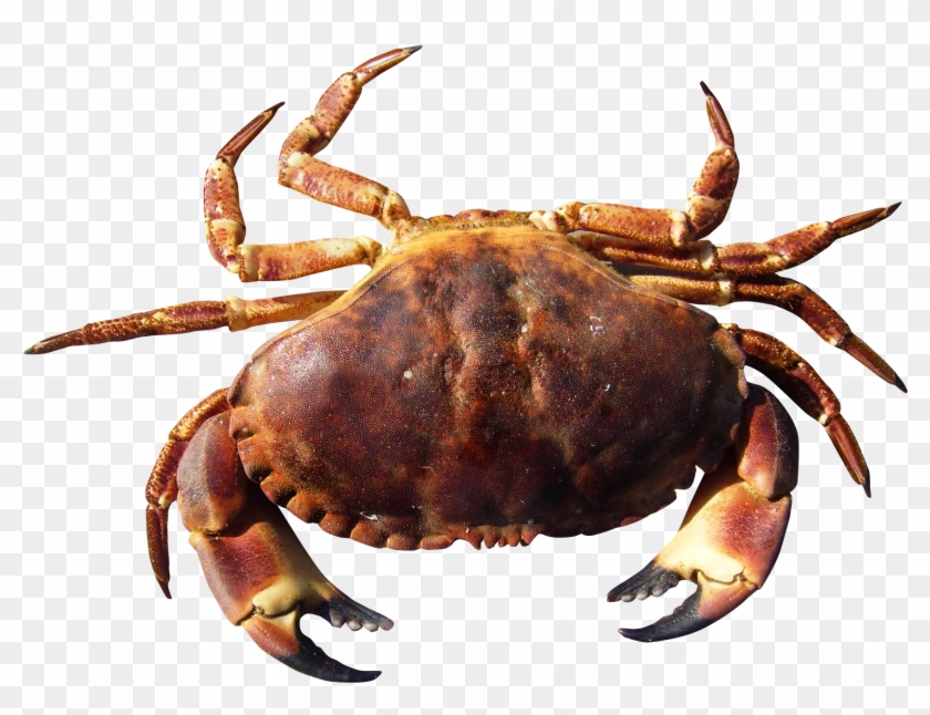 Crab - Crab Hd Clipart #474995
