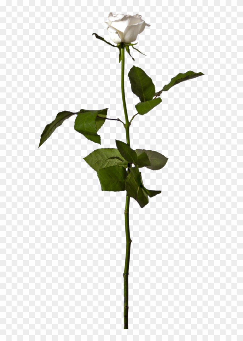 Single White Rose Png - Single White Rose Flower Png Clipart