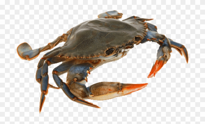Free Png Crab Png Images Transparent - Crab Png Clipart