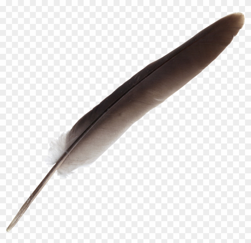 Free Download - Feather Clipart