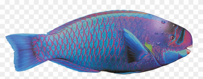 Uhu Sticker - Okra Peji Clipart