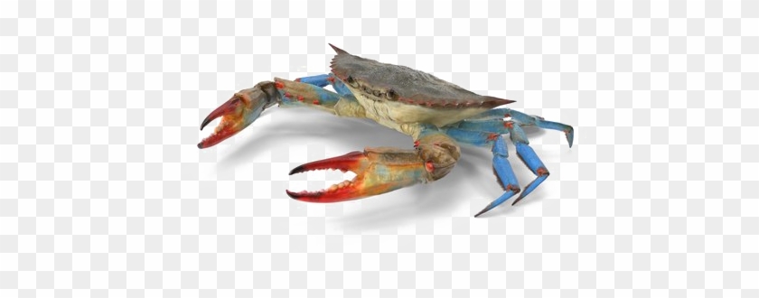 Crab Png Transparent Image - Chesapeake Blue Crab Clipart
