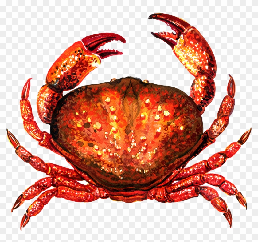 Crab For Taiapure - Fruits De Mer Crabe Clipart