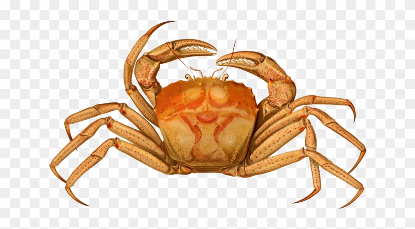 Crab - Brachyura Crab Clipart