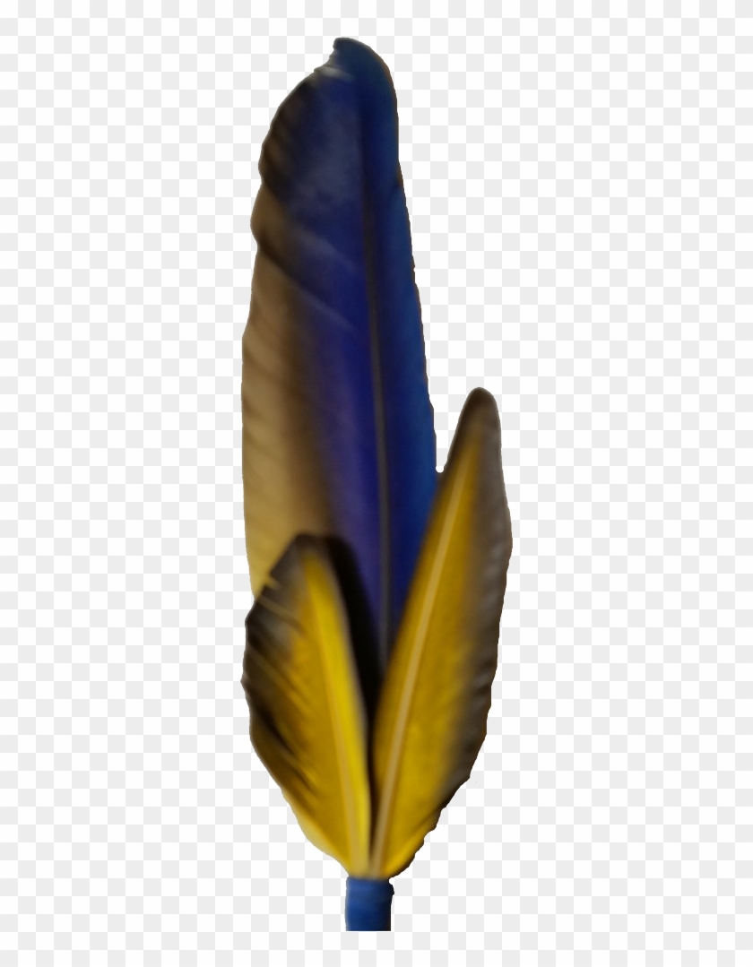 Macaw Feather Png Photo - Macaw Feather Png Clipart
