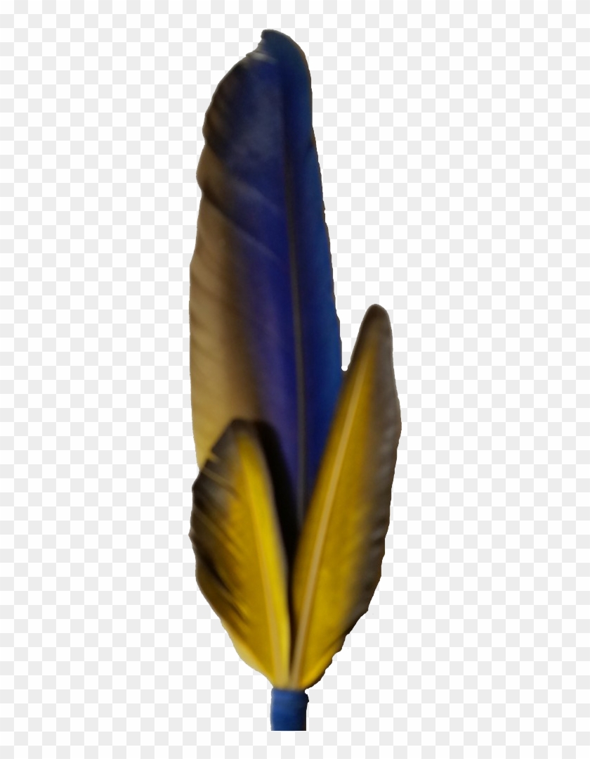 Macaw Feather Png Photo - Macaw Feather Png Clipart #475744