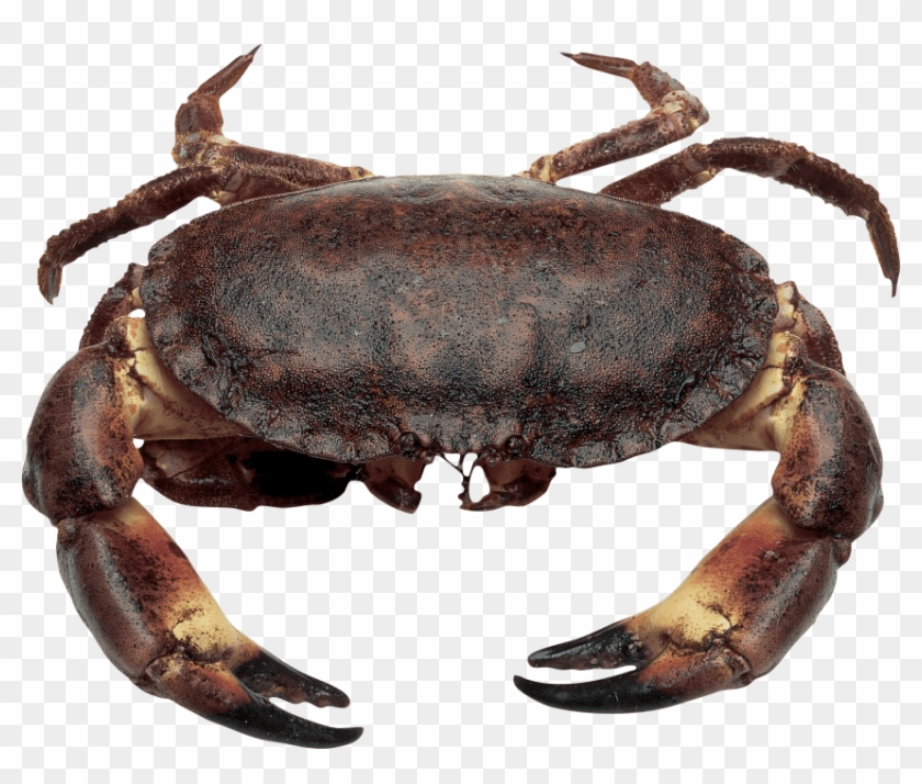 Free Png Images - Краб Пнг Clipart