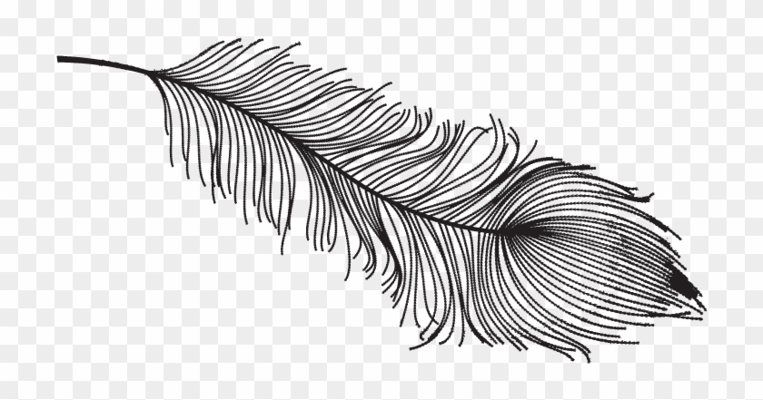 Vintage Feather Drawing Png Clipart