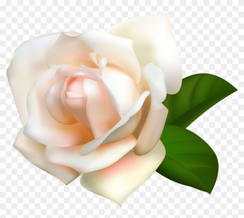 Free Png Download White Rose Png Images Background - Rosas Amarilla Png Sin Fondo Clipart