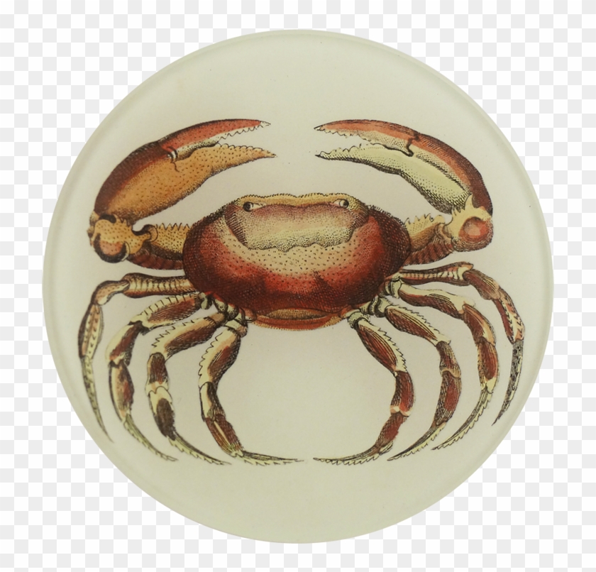 Rock Crab Clipart