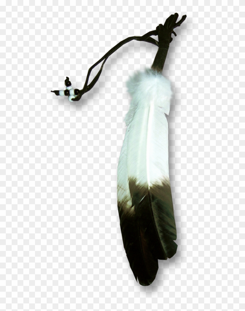 All - Transparent Native American Feathers Png Clipart #476425