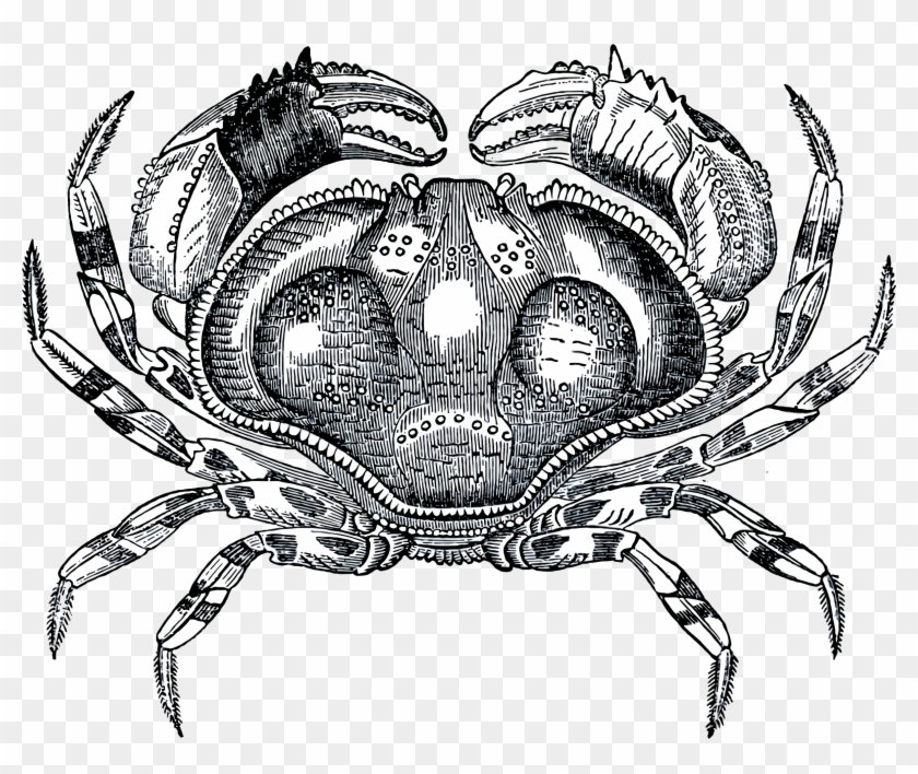 This Free Icons Png Design Of Grayscale Crab Clipart #476513