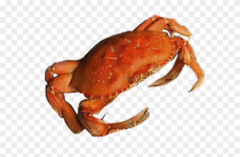 Crab Transparent Background Clipart