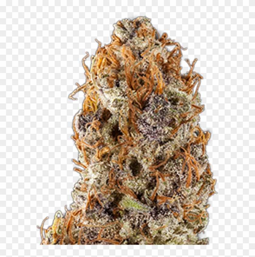 Purple Frost Genetics Grape Soda Strain Photo - Power Plant Erba Clipart