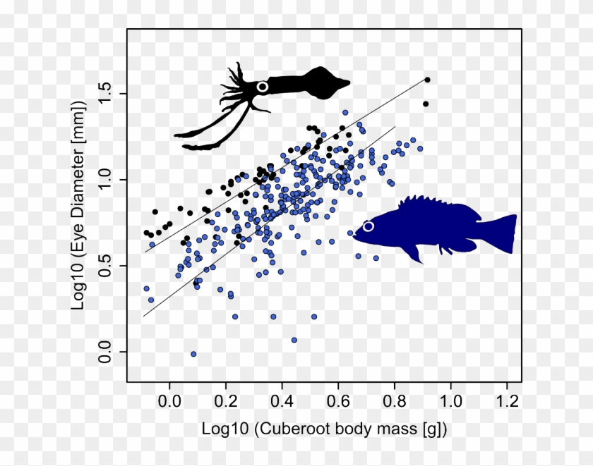 Fish Eye Size - Colossal Squid Eye Vs Whales Clipart