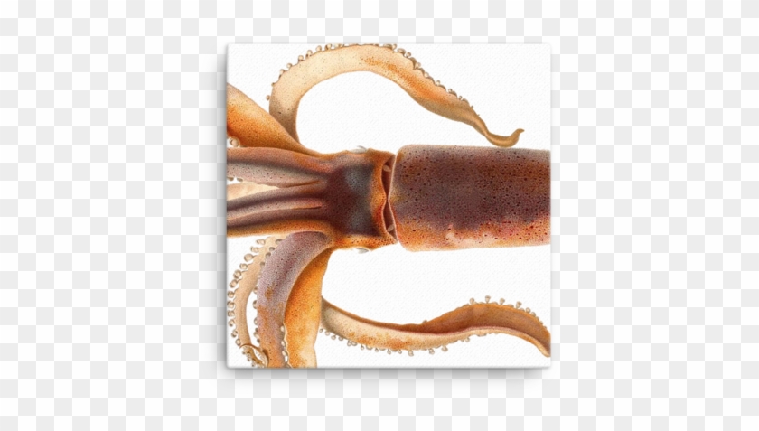 The Shop - Todarodes Sagittatus Clipart #4708463