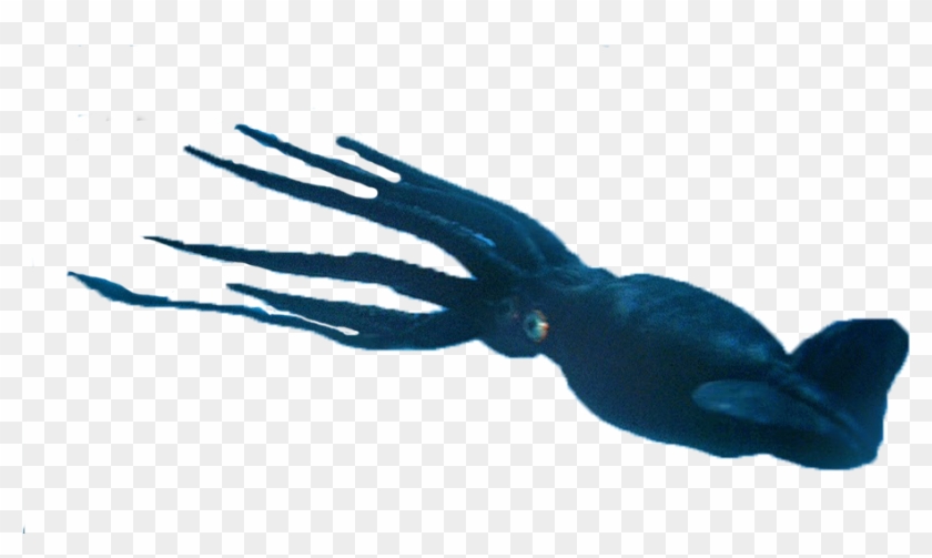 Animalgiant Squid - Eagle Clipart