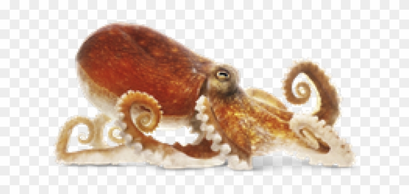Octopus Png Transparent Images - Png Octopus Clipart #4708707