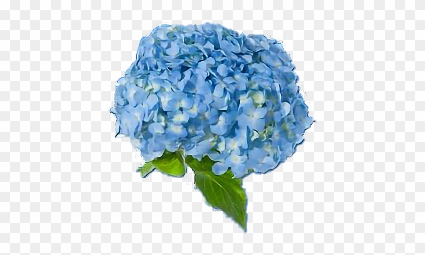 Blue Blueaesthetic Flowers Blueflowers Aesthetic To - Blue Aesthetic Flowers Png Clipart