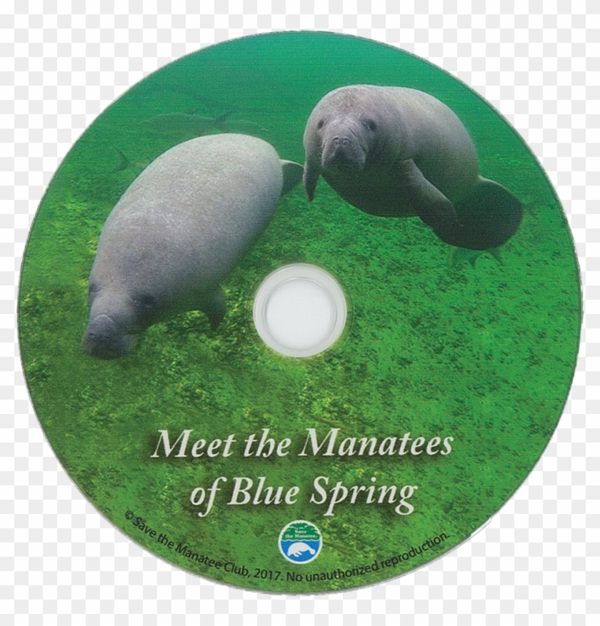 Meet The Manatees Of Transparent Background - Marine Mammal Clipart #4719046