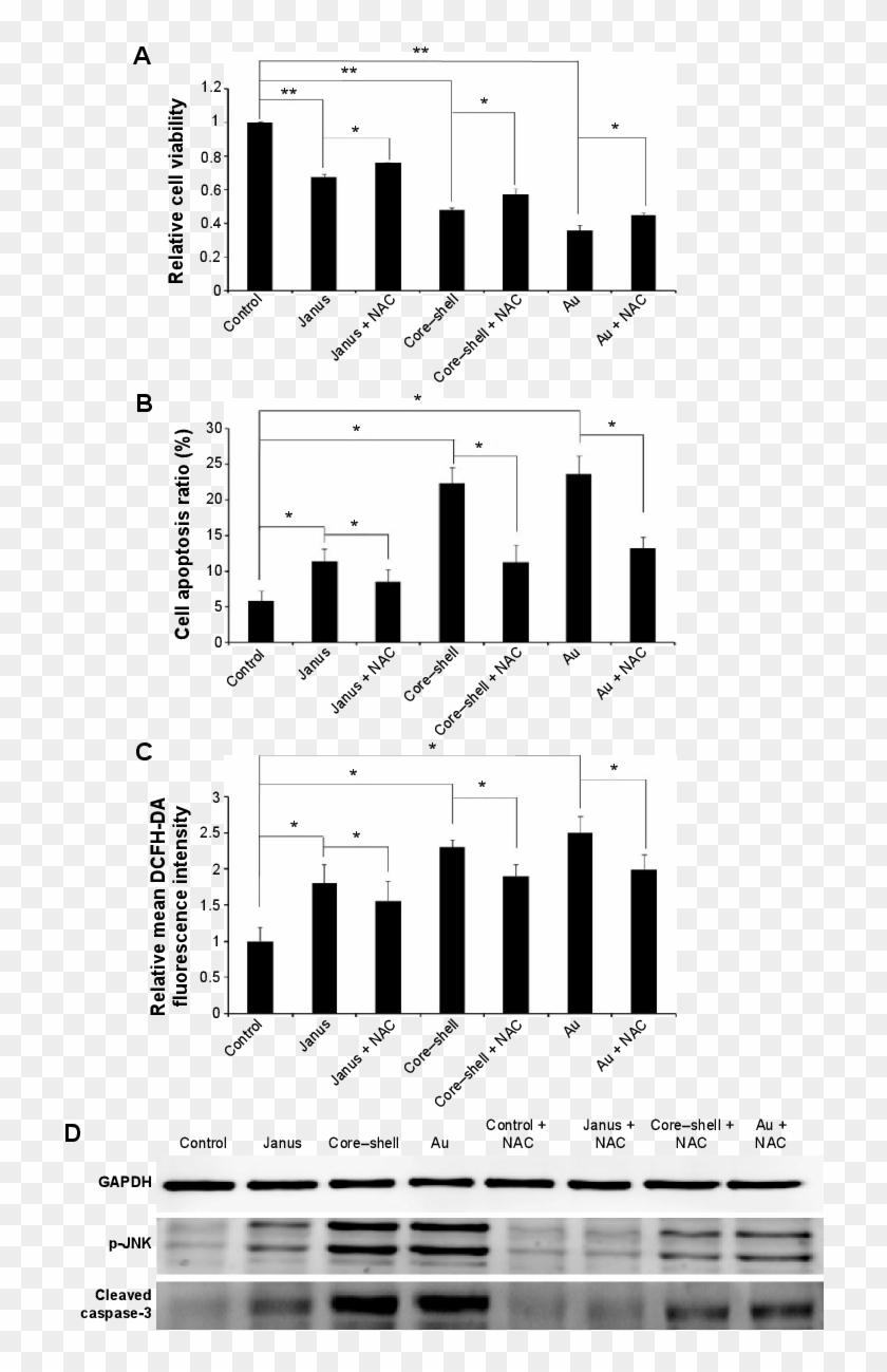 The Effect Of Ros On The Mitochondrial Apoptosis Induced - Poster Clipart