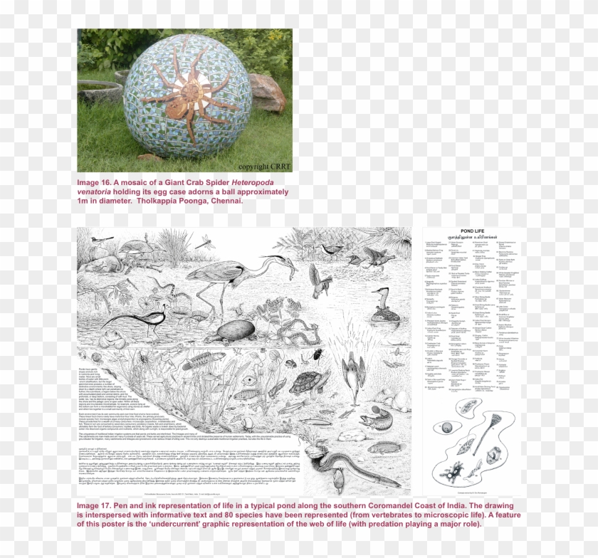 Starfish Clipart #4726711