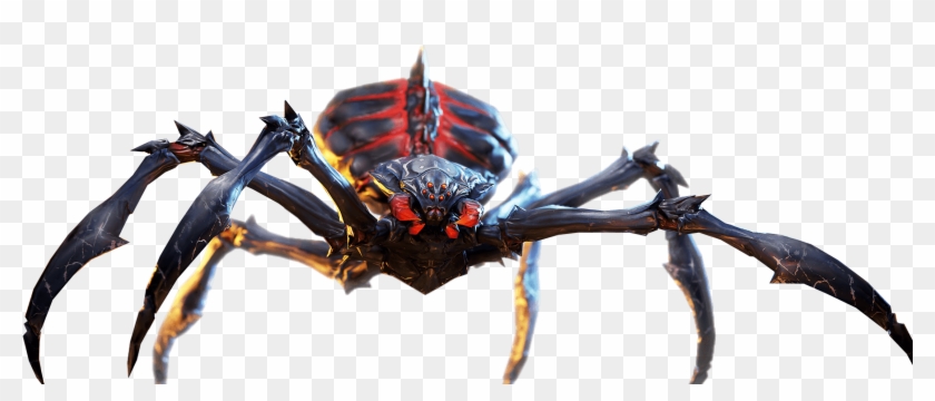 Spider Queen - Macro Photography Clipart