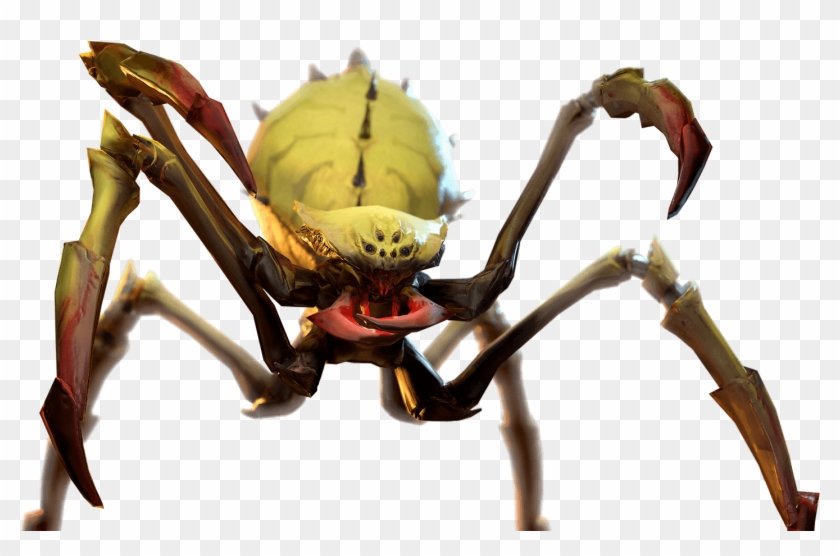 Soldier Spider - Macro Photography Clipart