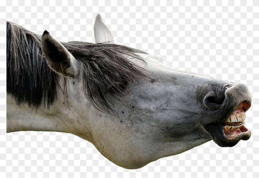 Bsas - Horses Eating Apples Clipart #4728987