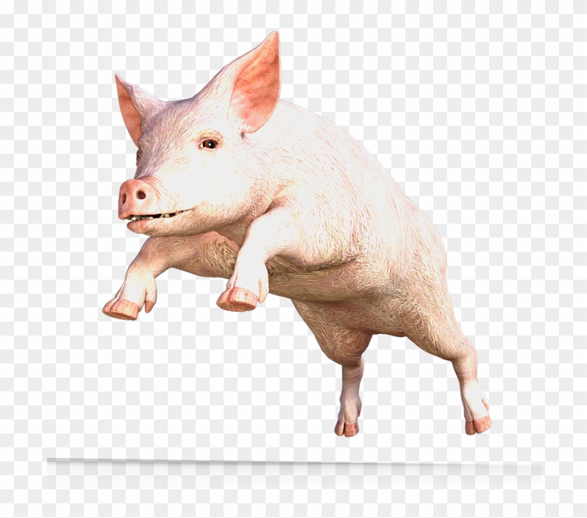 Pig Png Transparent Images - Domestic Pig Clipart #4730680