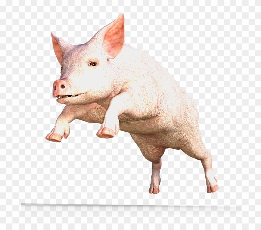 Pig Png Transparent Images - Domestic Pig Clipart