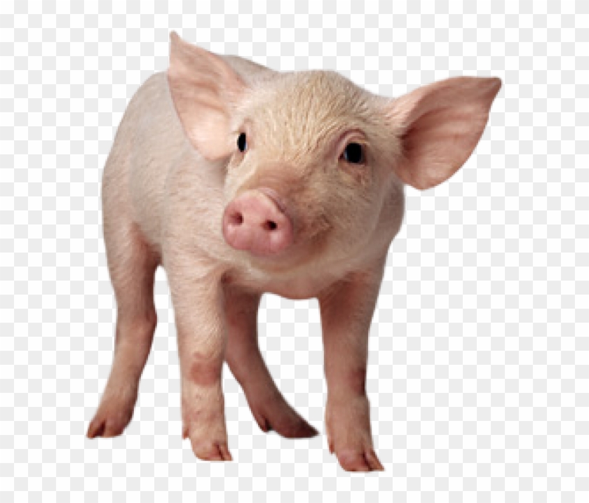 Pig Png Free Download - Pig Png Clipart #4731364