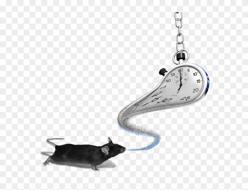 Our Lab's Early, Foundational Work Focused On Unraveling - Rat Clipart