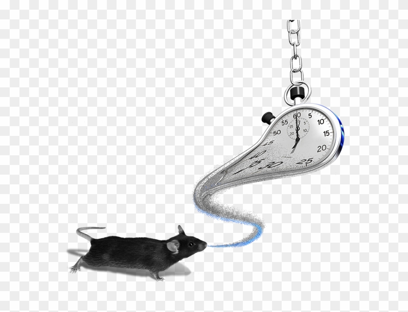 Our Lab's Early, Foundational Work Focused On Unraveling - Rat Clipart #4731659