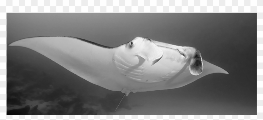 Manta Ray Beach - Seabird Clipart