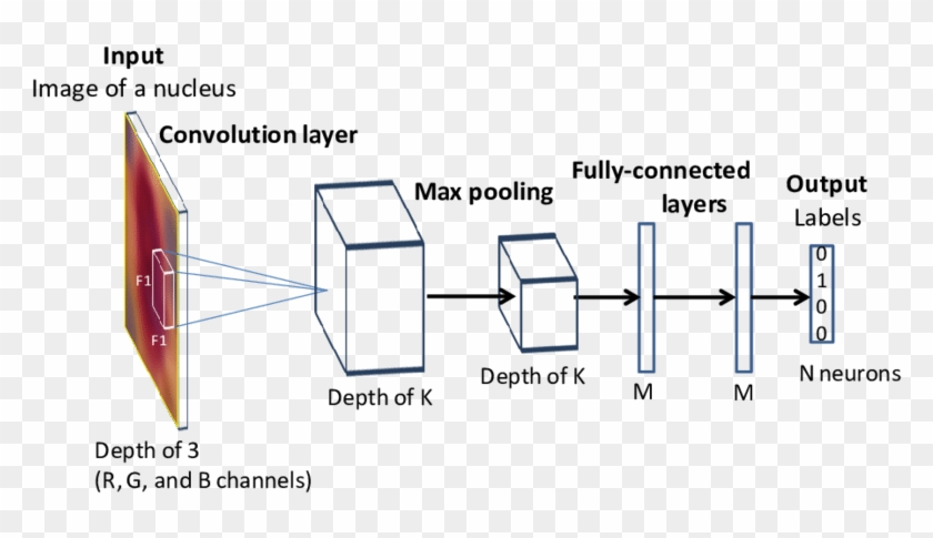 Tumor Drawing Neural - Convolutional Neural Network Representation Clipart