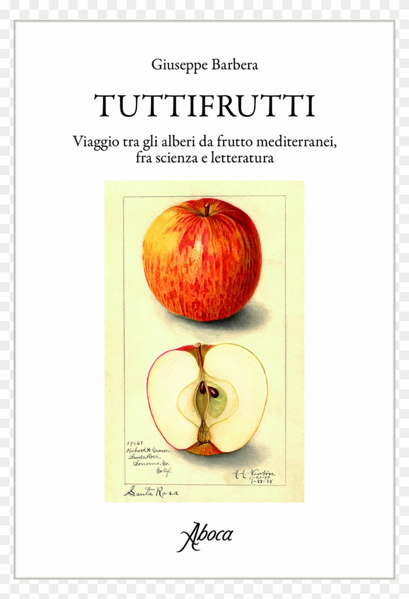 Picture Of Tuttifrutti - Mcintosh Clipart