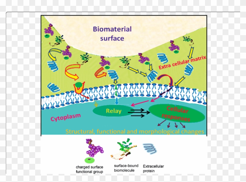 Schematic Illustration Of A 'smart Cell-material Interface - Graphic Design Clipart #4736270