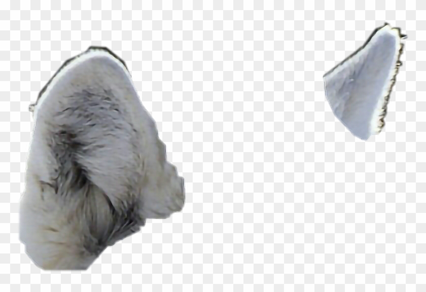 Wolf Ears Png - Transparent Wolf Ears Clipart