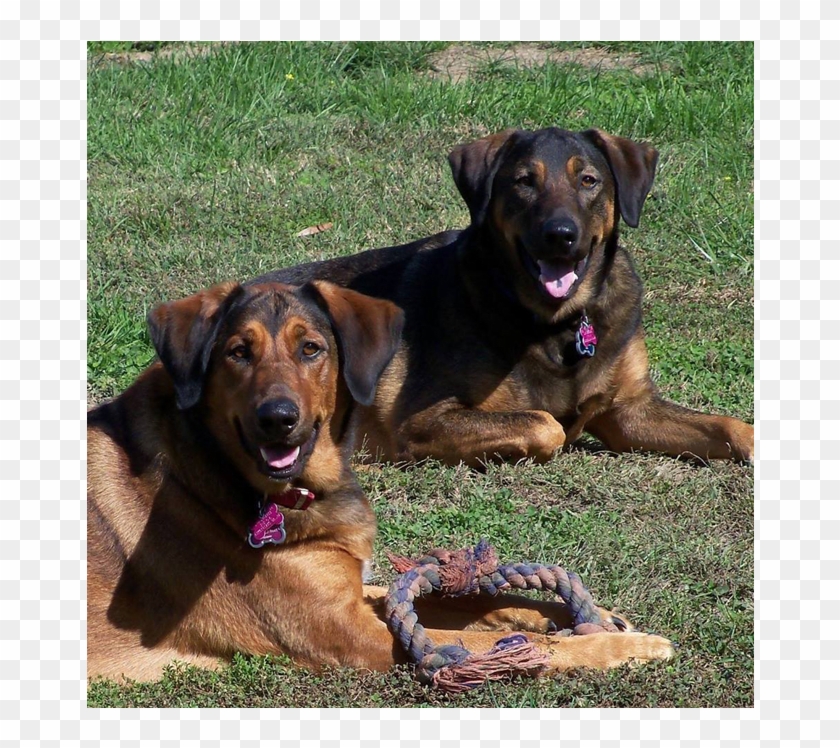Bella & Jake At Farmville Animal Hospital - Companion Dog Clipart