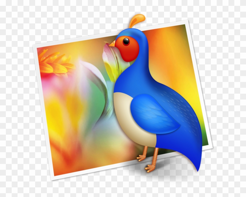 Pavo 4 - Seabird Clipart