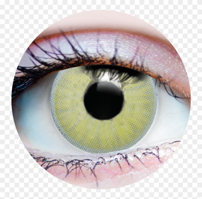 Primal Grace Jade Contacts Primal Contact Lenses Xray Clipart