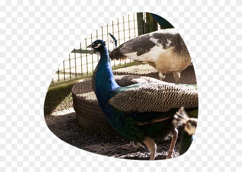 Aves - Peafowl Clipart