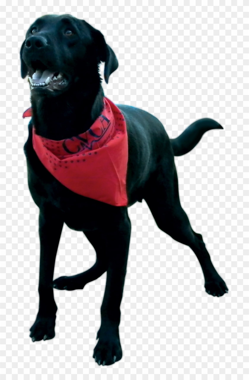 Bandana Pet Triangle - Dog Catches Something Clipart #4739361