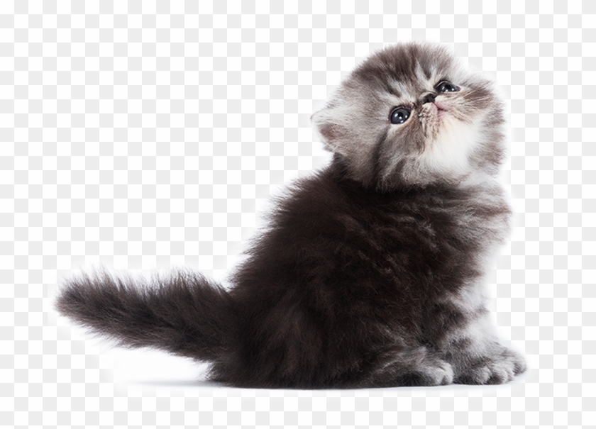 The Persian Cat Is Famous For Its Long, Luxurious Coat - Domestic Long-haired Cat Clipart