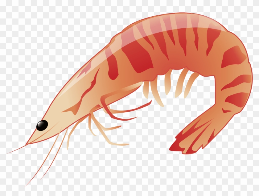 Japanese Cuisine Sushi - Prawn Cartoon Format Png Clipart #4741064