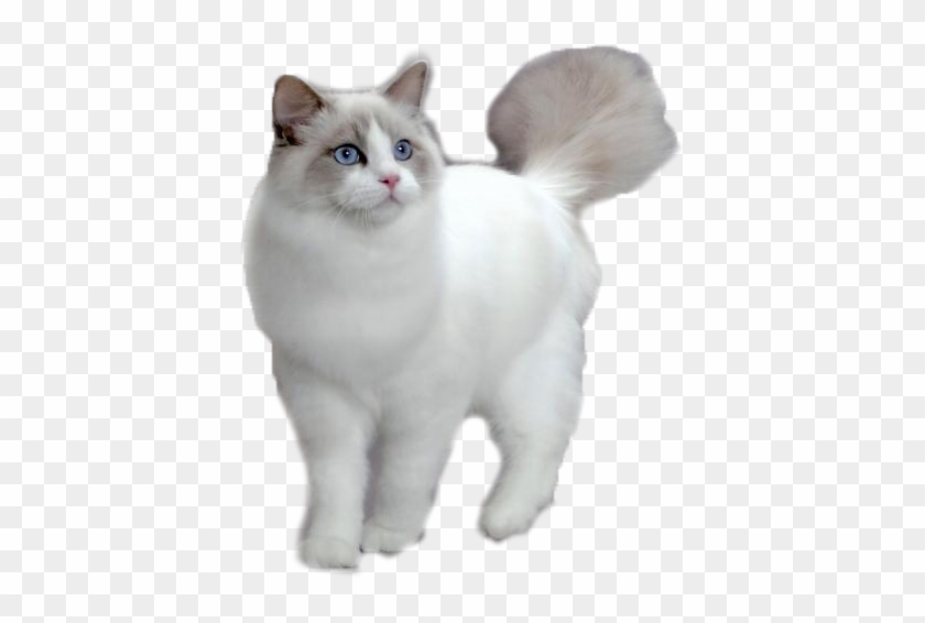 White American Bobtail Cat - Ragdoll Cat Clipart #4741483